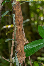 leaf-tailed gecko